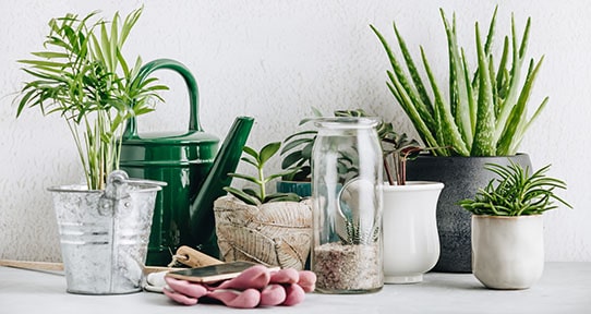 Air Purifying plants