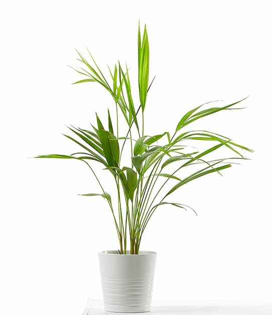 Areca palm plant