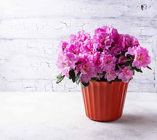 Azalea