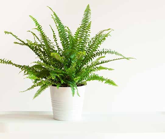 Boston Ferns
