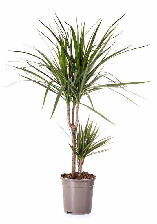 Dracaena Plant