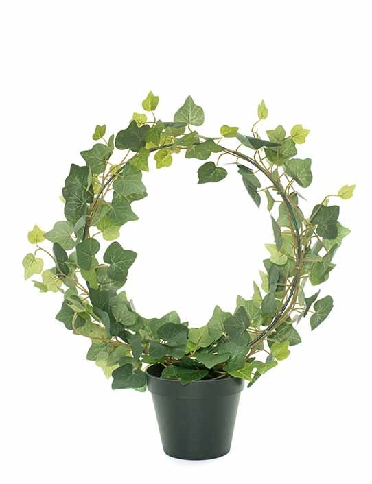 English Ivy Plant