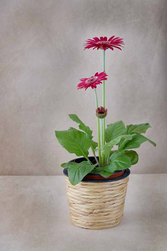 Garbera Plant