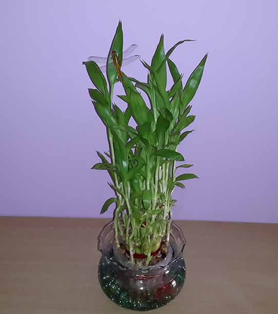 Lucky Bamboo
