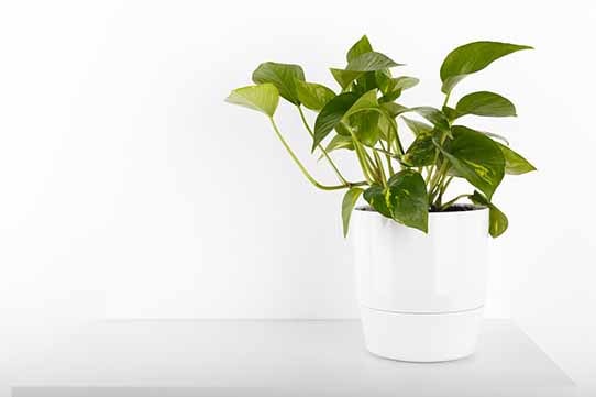 Money Plant