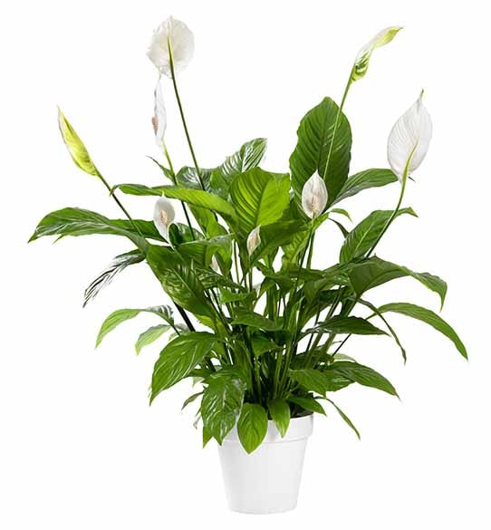 Peace Lilly Plant