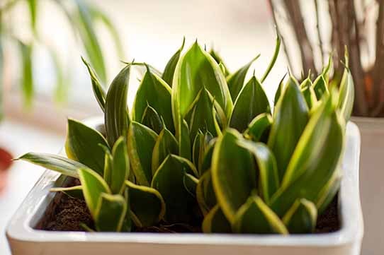 Snake plant