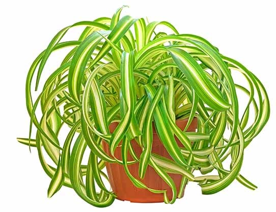 Spider plant in a pot
