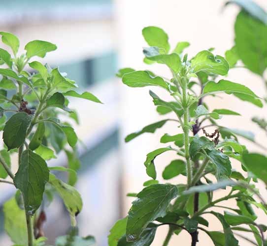 Tulasi or Holy Basil Plant