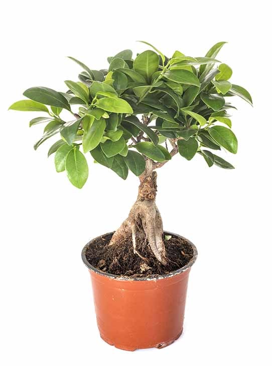 Weeping Fig in a pot